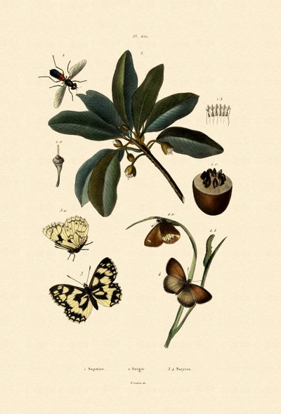 Butterfly by French School
